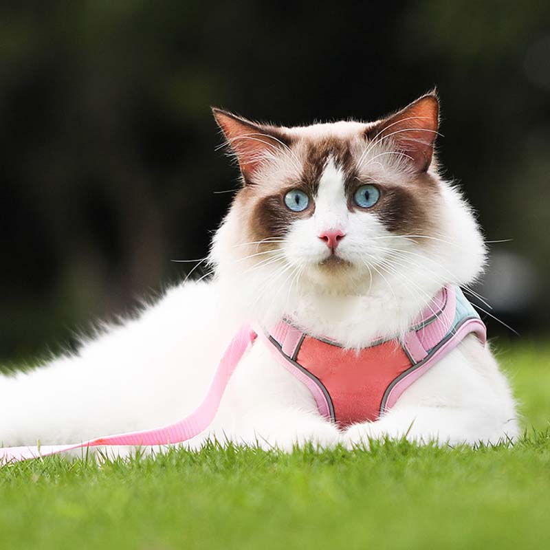 🐱Odsevni povodec za mačke s funkcijo proti pobegu✨Zaščita pred izgubo + zaščita pred trčenjem + nočna varnost! 🐾✨